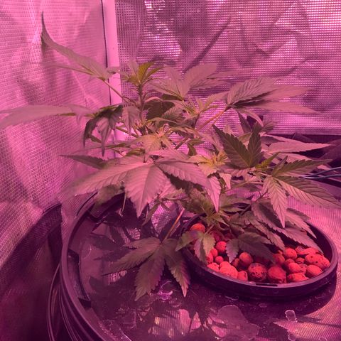 Next Generation Uschi growlog timeline photo