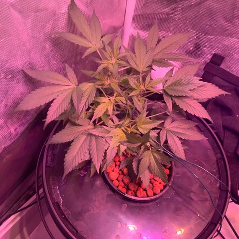 Next Generation Uschi growlog timeline photo