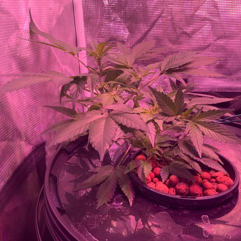 Next Generation Uschi growlog timeline photo