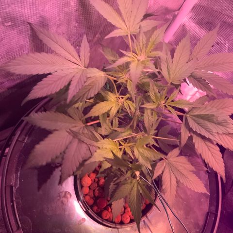 Next Generation Uschi growlog timeline photo