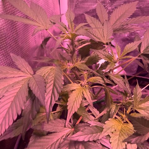 Next Generation Uschi growlog timeline photo