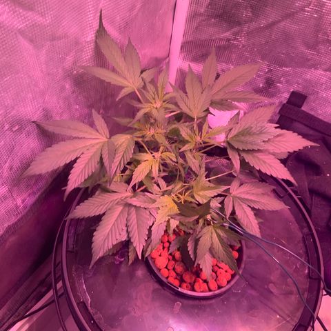 Next Generation Uschi growlog timeline photo