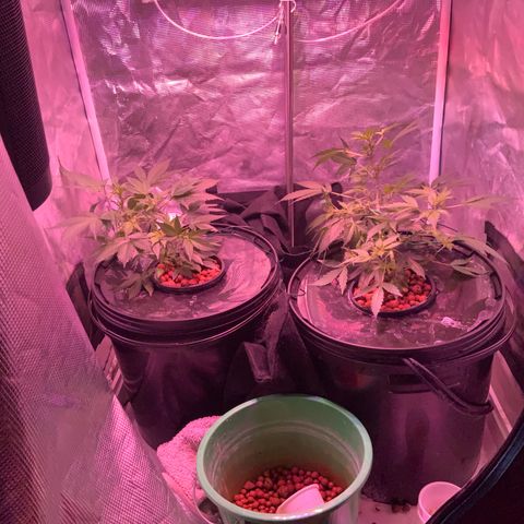 Next Generation Uschi growlog timeline photo