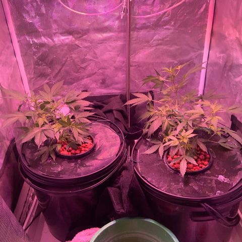 Next Generation Uschi growlog timeline photo
