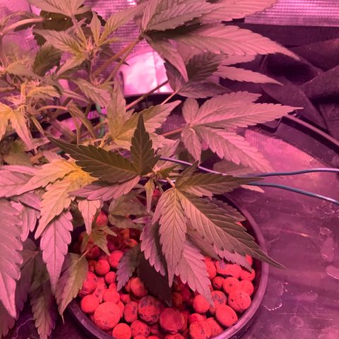 Next Generation Uschi growlog timeline photo
