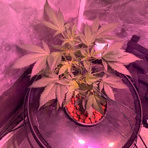 Next Generation Uschi growlog timeline photo