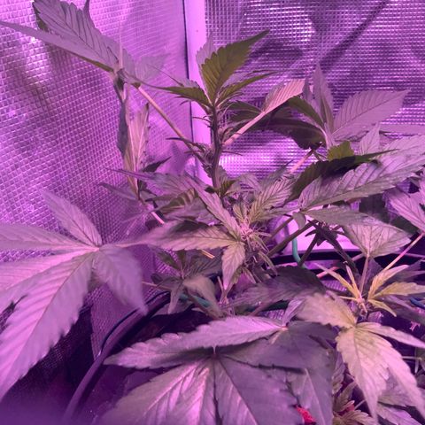 Next Generation Uschi growlog timeline photo