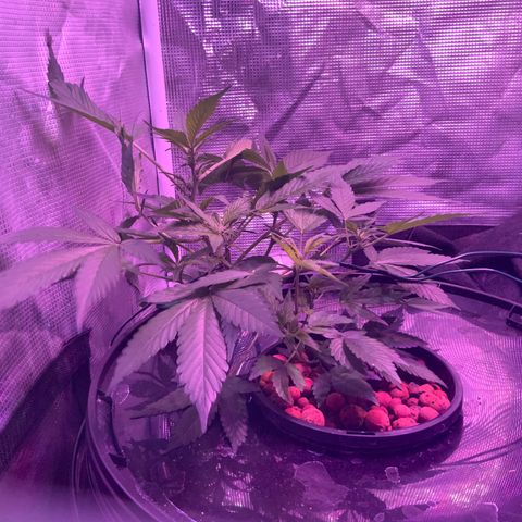 Next Generation Uschi growlog timeline photo