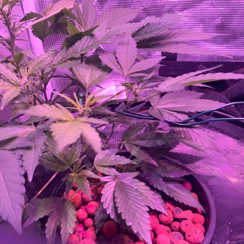 Next Generation Uschi growlog timeline photo