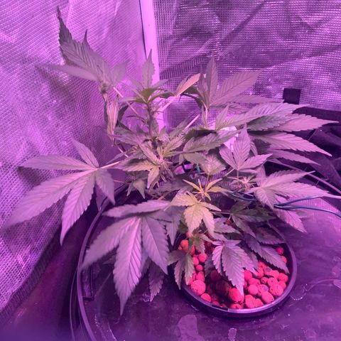 Next Generation Uschi growlog timeline photo
