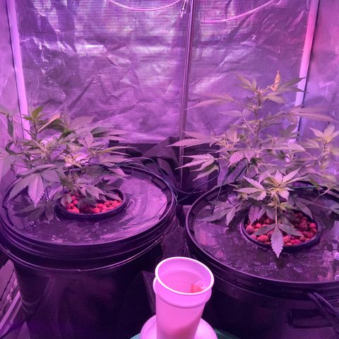 Next Generation Uschi growlog timeline photo