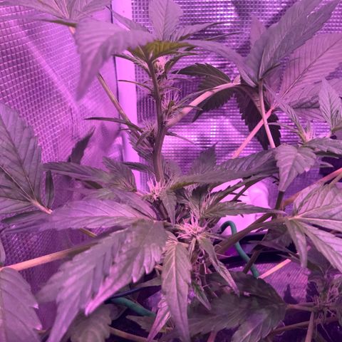 Next Generation Uschi growlog timeline photo
