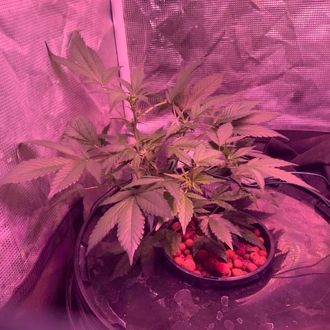 Next Generation Uschi growlog timeline photo