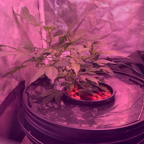 Next Generation Uschi growlog timeline photo