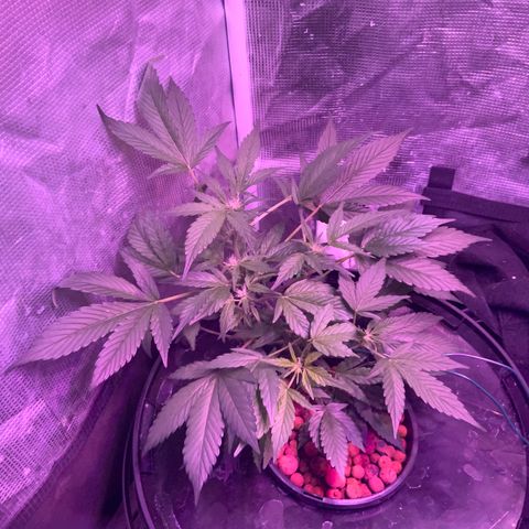 Next Generation Uschi growlog timeline photo