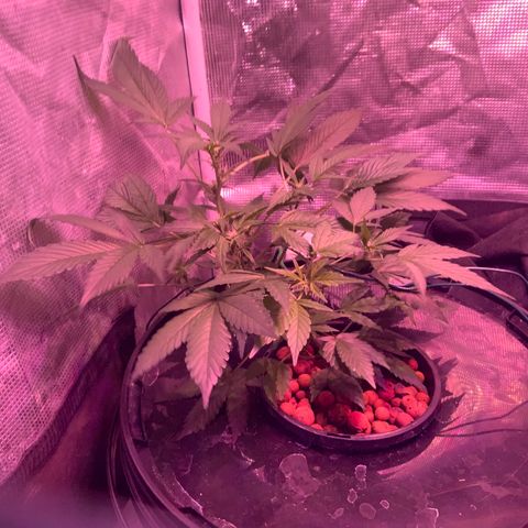 Next Generation Uschi growlog timeline photo