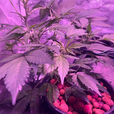 Next Generation Uschi growlog timeline photo