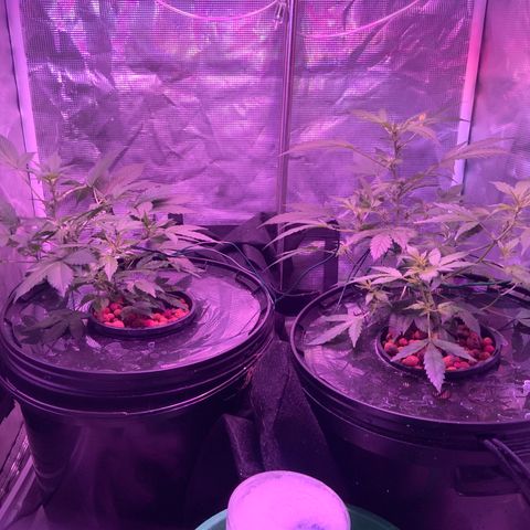 Next Generation Uschi growlog timeline photo