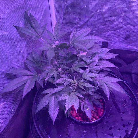 Next Generation Uschi growlog timeline photo