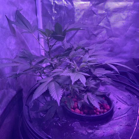 Next Generation Uschi growlog timeline photo