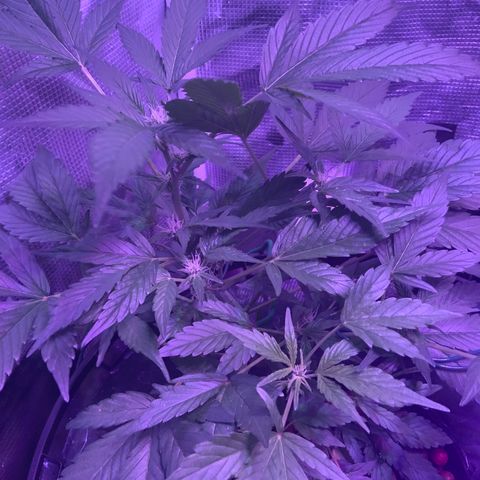Next Generation Uschi growlog timeline photo