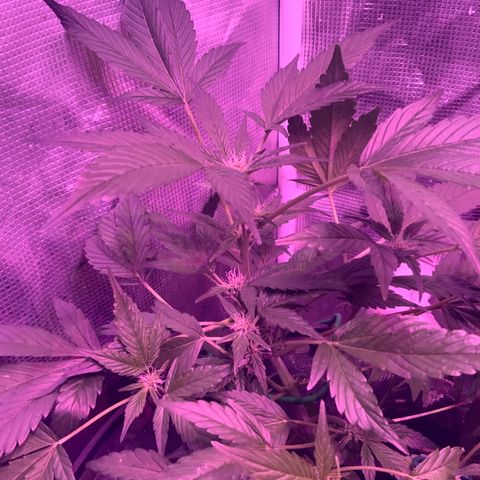 Next Generation Uschi growlog timeline photo