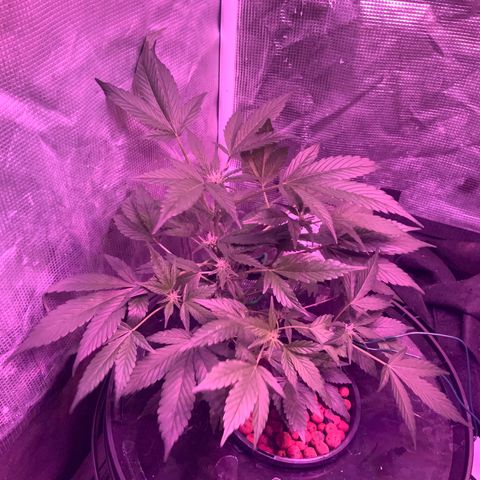 Next Generation Uschi growlog timeline photo