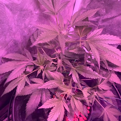 Next Generation Uschi growlog timeline photo
