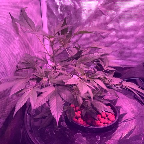 Next Generation Uschi growlog timeline photo