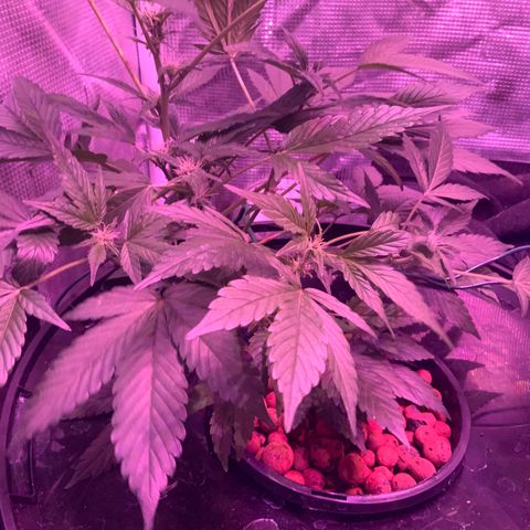 Next Generation Uschi growlog timeline photo
