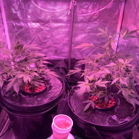 Next Generation Uschi growlog timeline photo