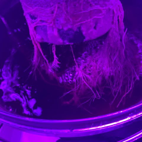 Next Generation Uschi growlog timeline photo