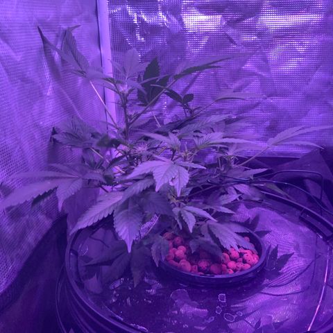 Next Generation Uschi growlog timeline photo