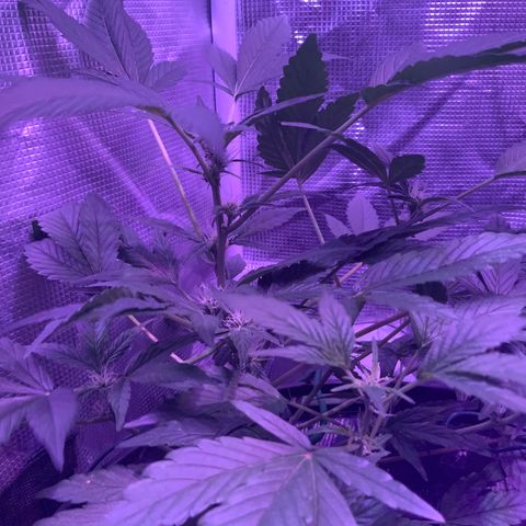 Next Generation Uschi growlog timeline photo