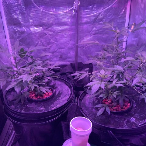 Next Generation Uschi growlog timeline photo