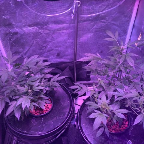 Next Generation Uschi growlog timeline photo
