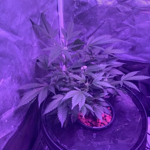 Next Generation Uschi growlog timeline photo
