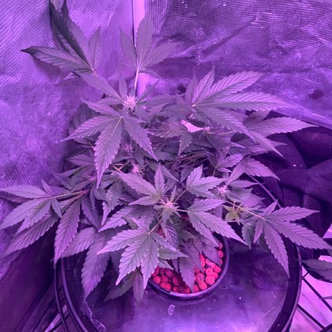 Next Generation Uschi growlog timeline photo