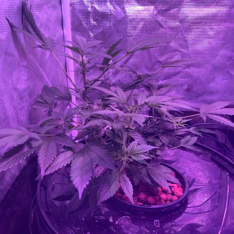 Next Generation Uschi growlog timeline photo