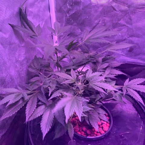 Next Generation Uschi growlog timeline photo