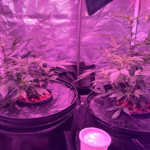 Next Generation Uschi growlog timeline photo