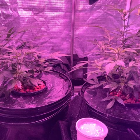 Next Generation Uschi growlog timeline photo
