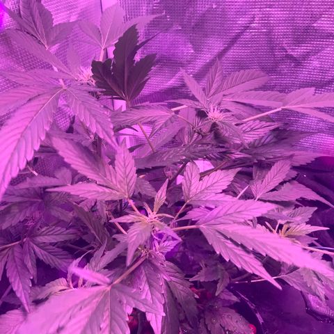 Next Generation Uschi growlog timeline photo