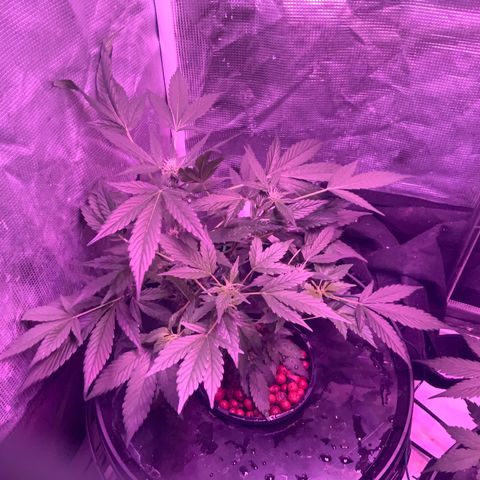 Next Generation Uschi growlog timeline photo