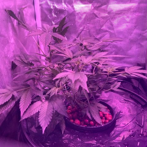 Next Generation Uschi growlog timeline photo