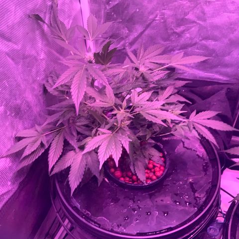 Next Generation Uschi growlog timeline photo