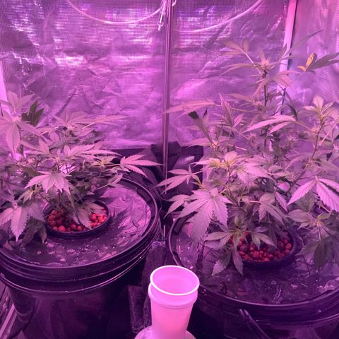 Next Generation Uschi growlog timeline photo