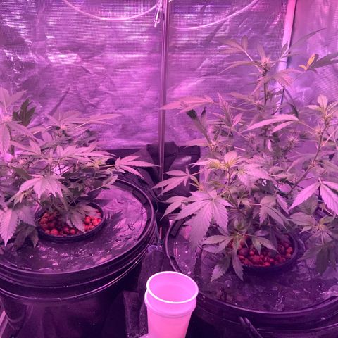 Next Generation Uschi growlog timeline photo