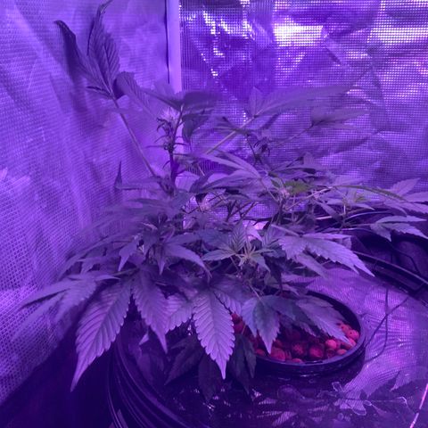 Next Generation Uschi growlog timeline photo