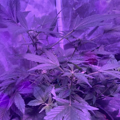 Next Generation Uschi growlog timeline photo